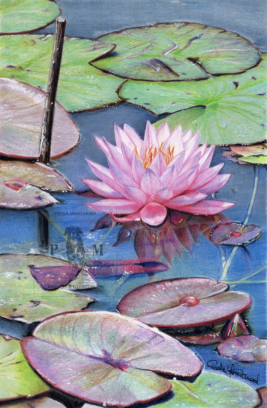 Ninfea "Pink Sensation" Stampa Artistica Edizione Limitata