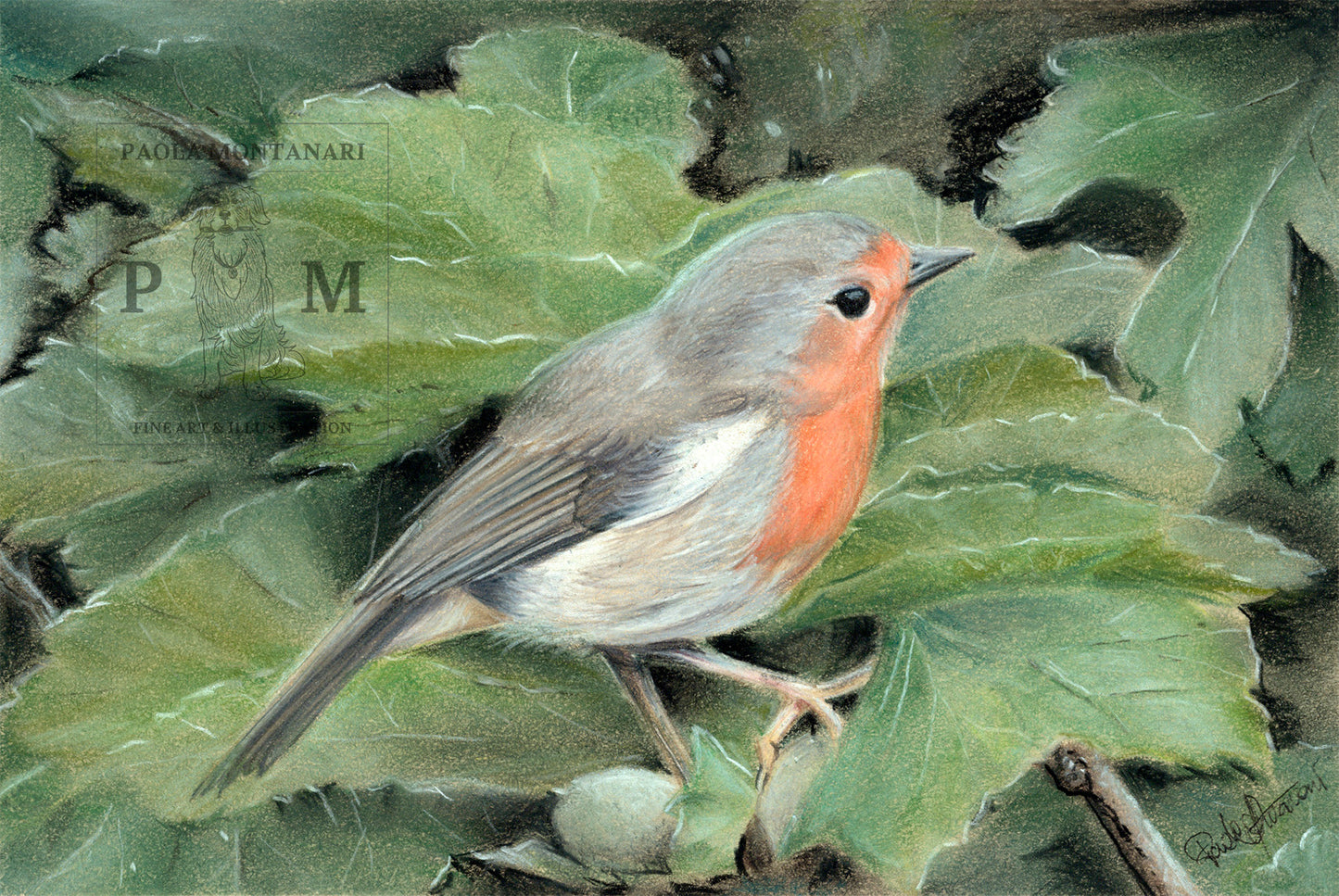 Pettirosso Stampa Artistica Edizione Limitata