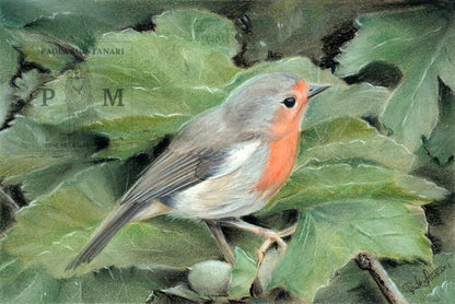Pettirosso Stampa Artistica Edizione Limitata